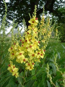 Verbascum chaixii 'Sixten Candles'